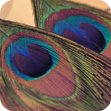 BOHO Style Peacock Feather Silvery Hook Women's Dangle Earrings Eardrop Whloesale ILML