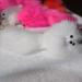 Fur Ball key rings Cell Phone Car Mobile Phone Accessories Small Gift Bags rabbit Key Ring ILML